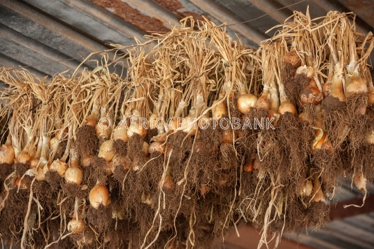 dry onion