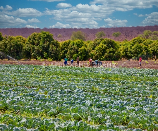 african farm workers