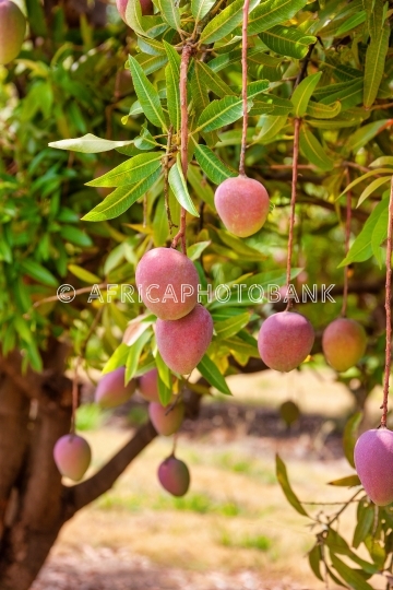 mango plantation