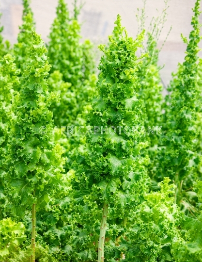 garden lettuce