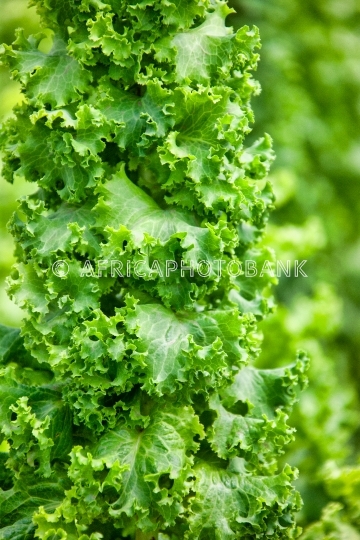 garden lettuce