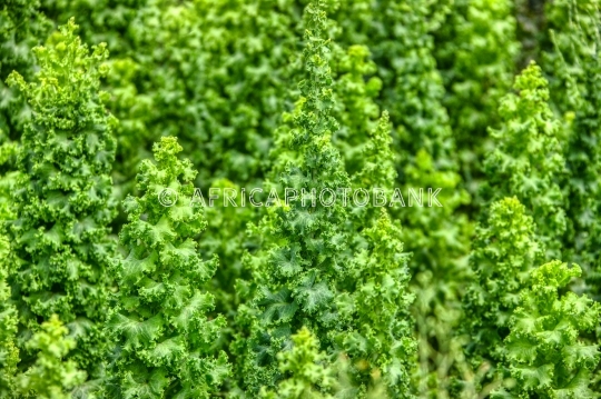 garden lettuce