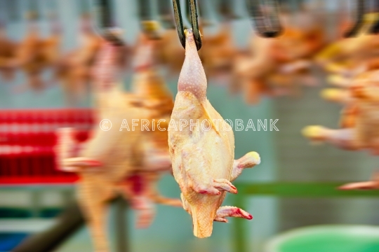 abattoirs for chicken