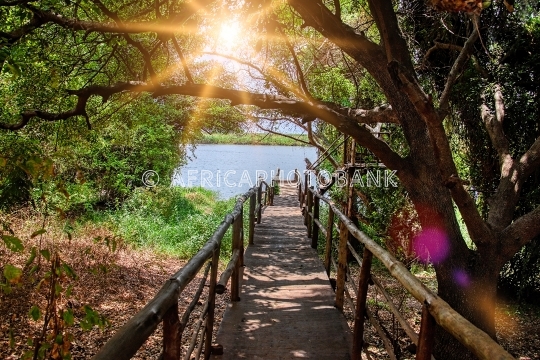 forest bridge