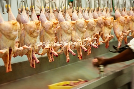 abattoirs for chicken