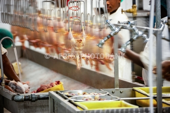 abattoirs for chicken