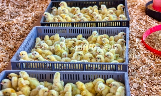 one day chicken
