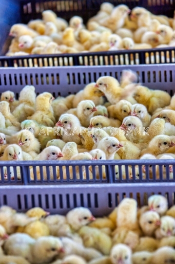 one day chicken