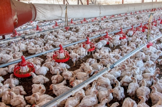 chicken farm
