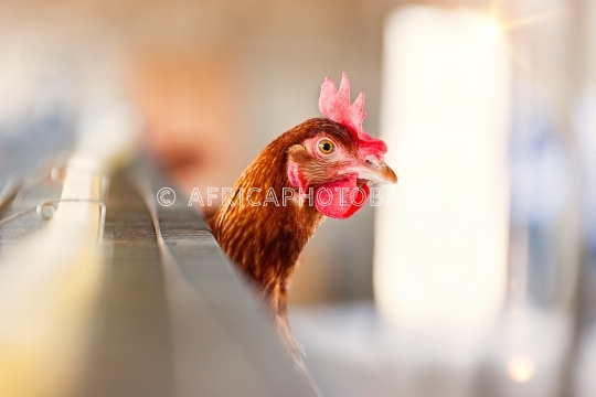 egg farm