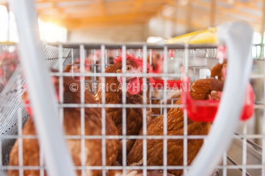 egg farm