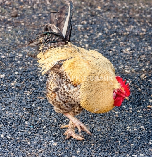 rooster walking