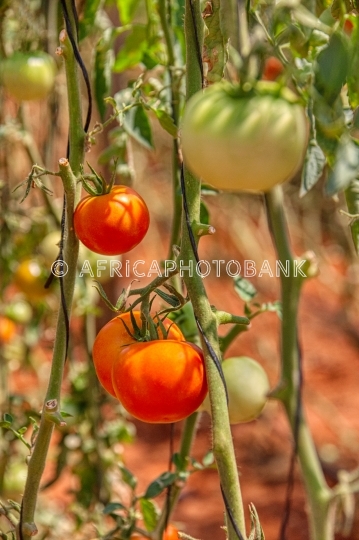 tomatoes production