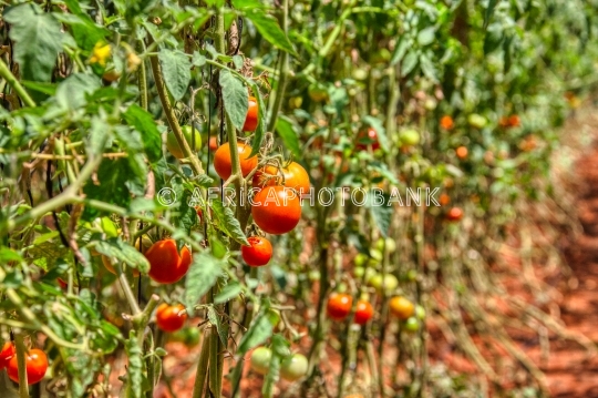 tomatoes production