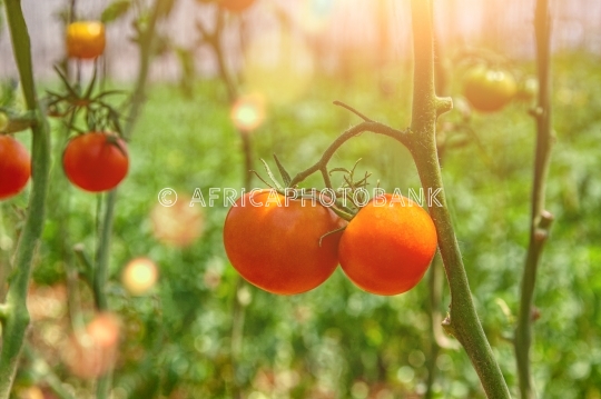 tomatoes production