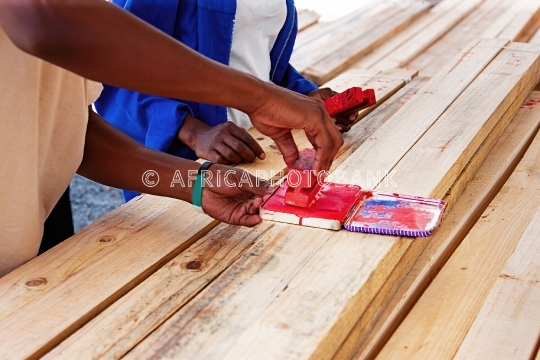 stamping timber rainforest