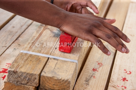 stamping timber rainforest
