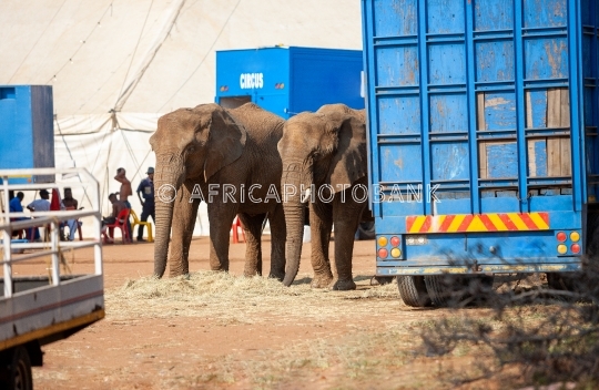 circus elephants