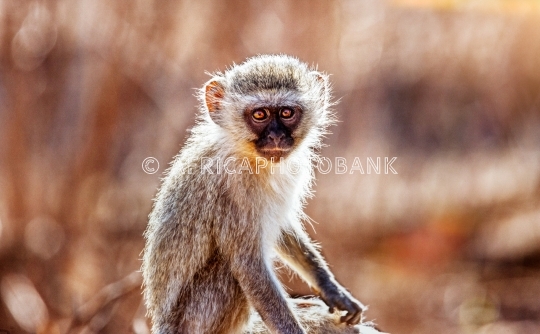 vervet monkey
