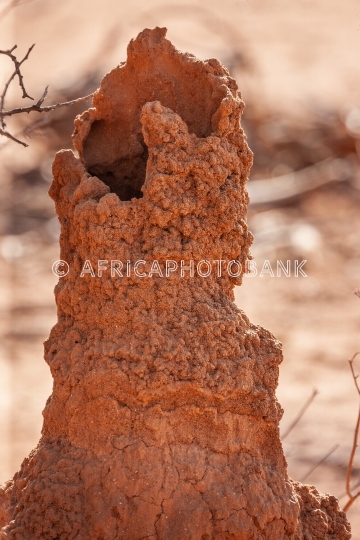 termite nest