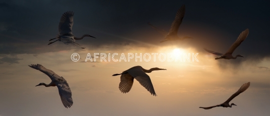 birds in flight