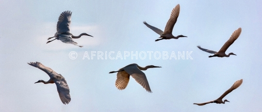 birds in flight