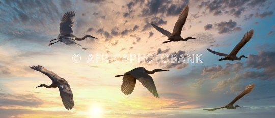 birds in flight