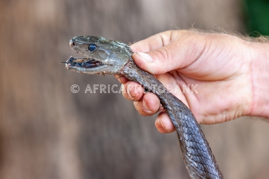 black mamba