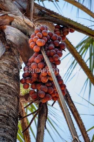 palm fruits