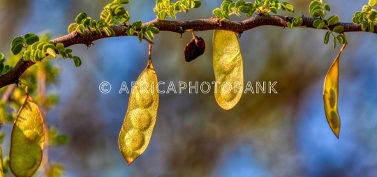 acacia pond seeds