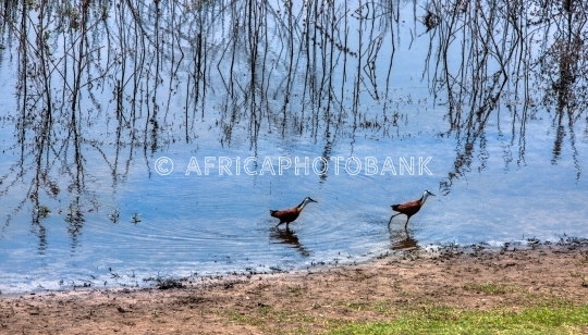 African jacanda