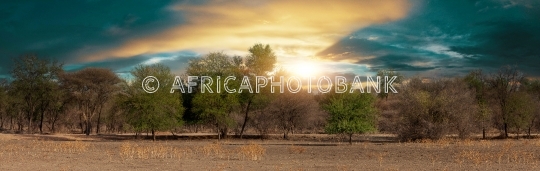 african landscape