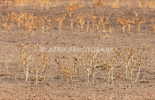 desert drought
