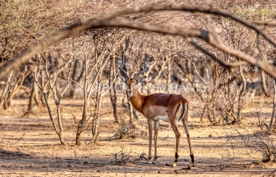 impala antelope