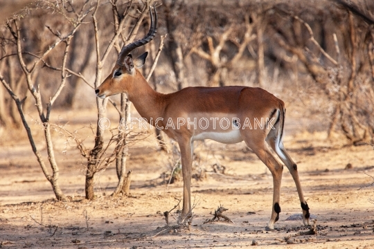 impala antelope