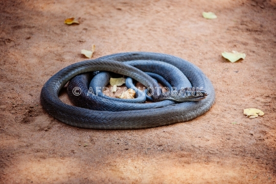 black mamba