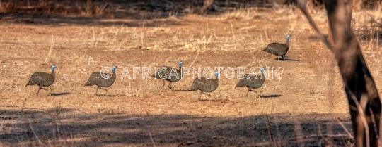 guineafowl birds