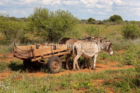 donkey cart