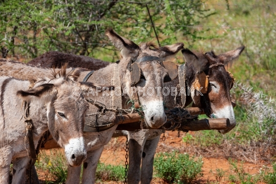 donkey cart