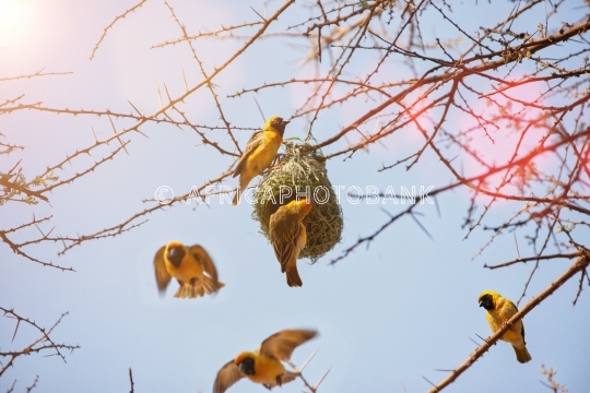 weavers nest