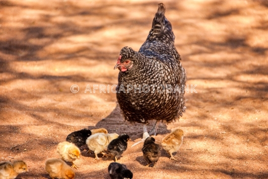 free range