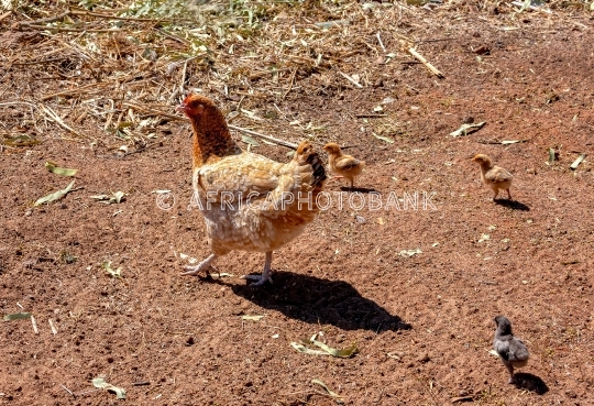 free range