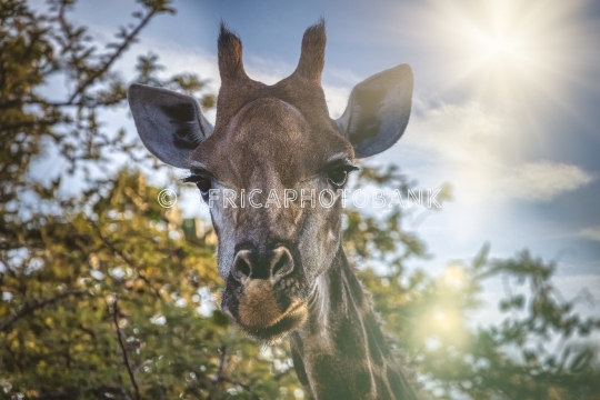 Giraffe head