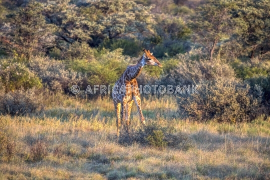 Giraffe in the bush