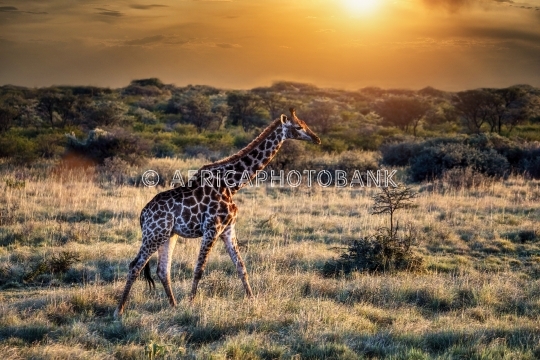Giraffe in the bush