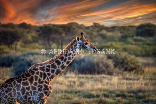 Giraffe in the bush