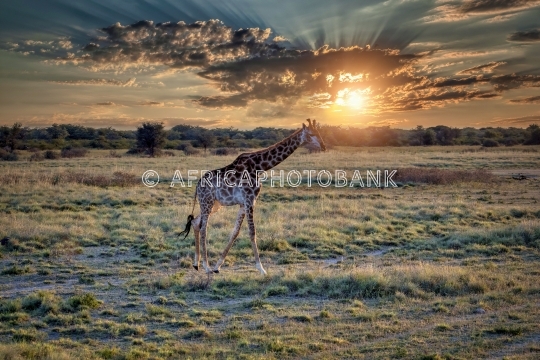 Giraffe in the bush