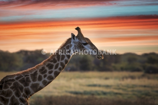 Giraffe head