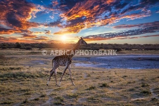 Giraffe in the bush