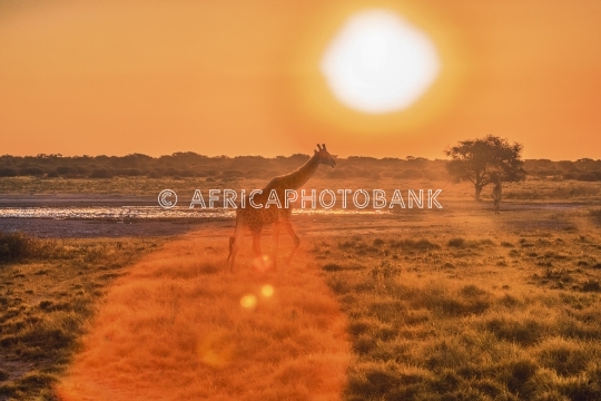 Giraffe in the bush